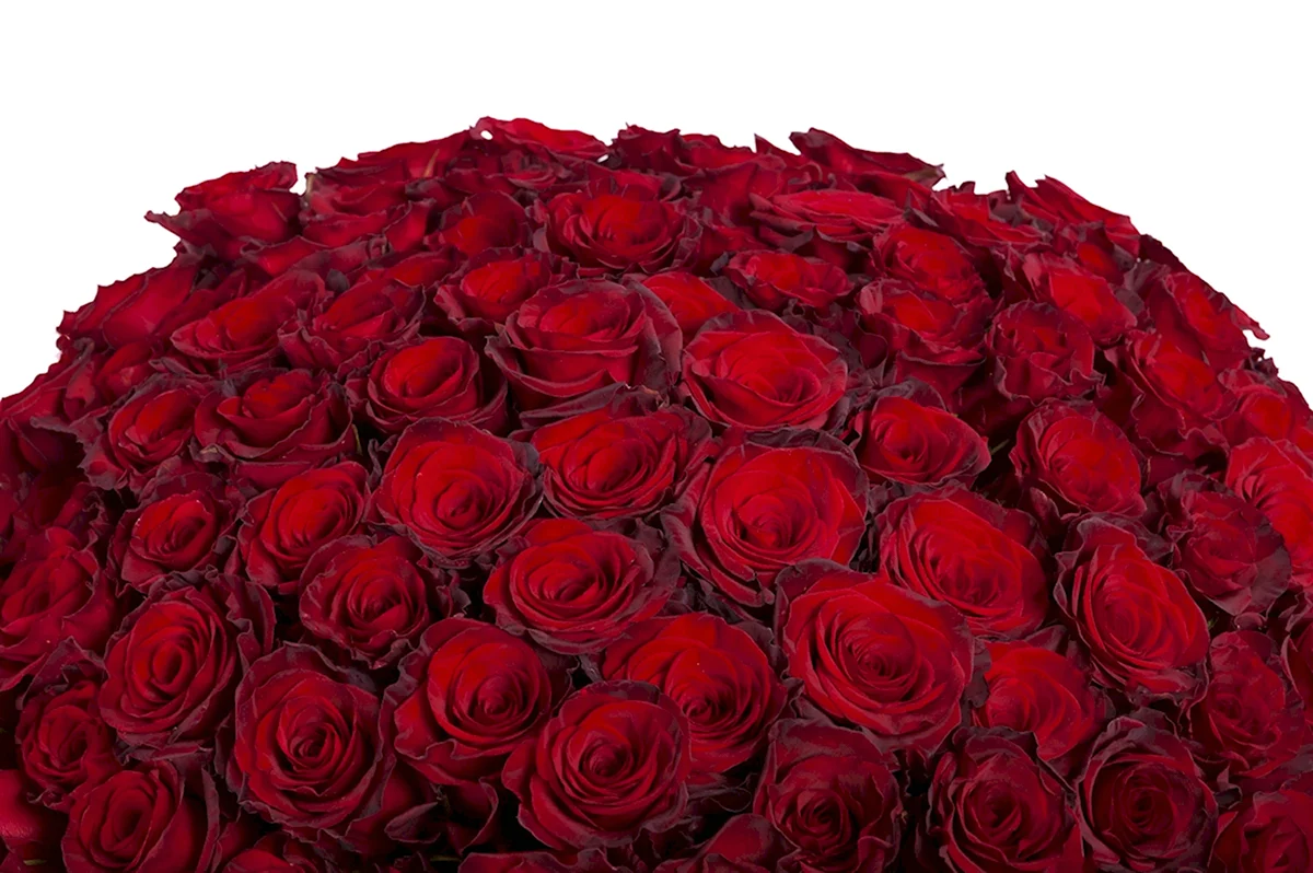 101 Красная роза ред Наоми