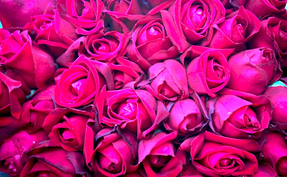 101 Малиновая роза пурпур
