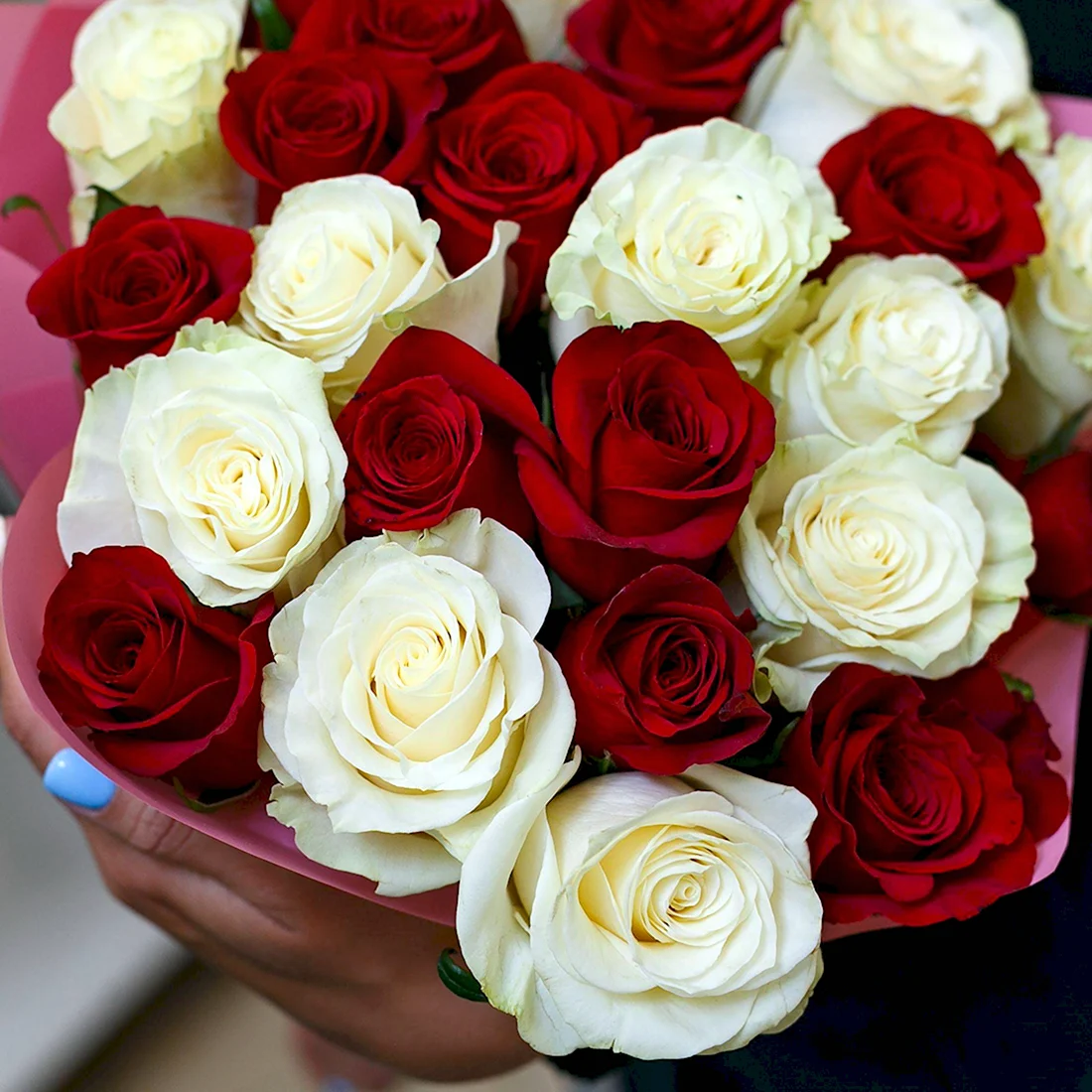 50 Роз белые и красные Эквадор