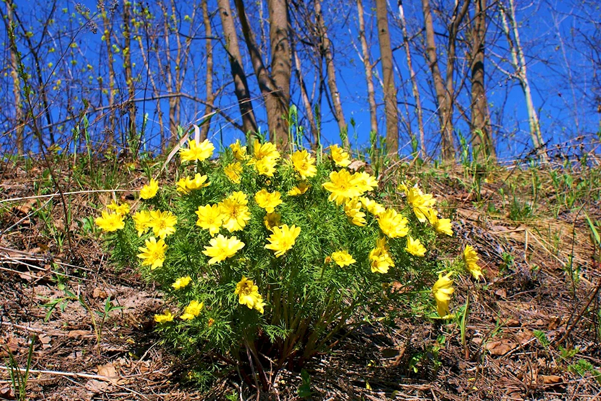 Адонис весенний горицвет