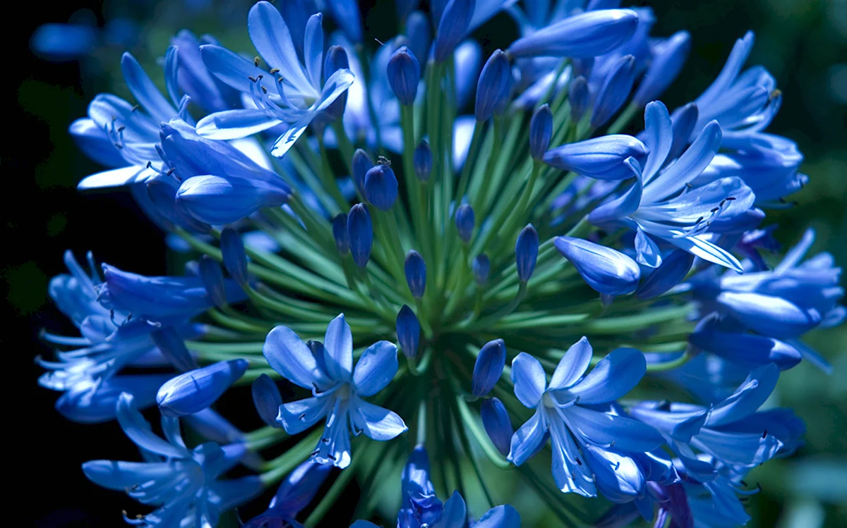 Агапантус синий