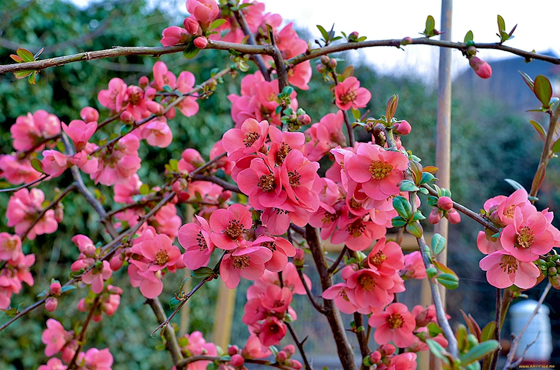 Айва японская цветы