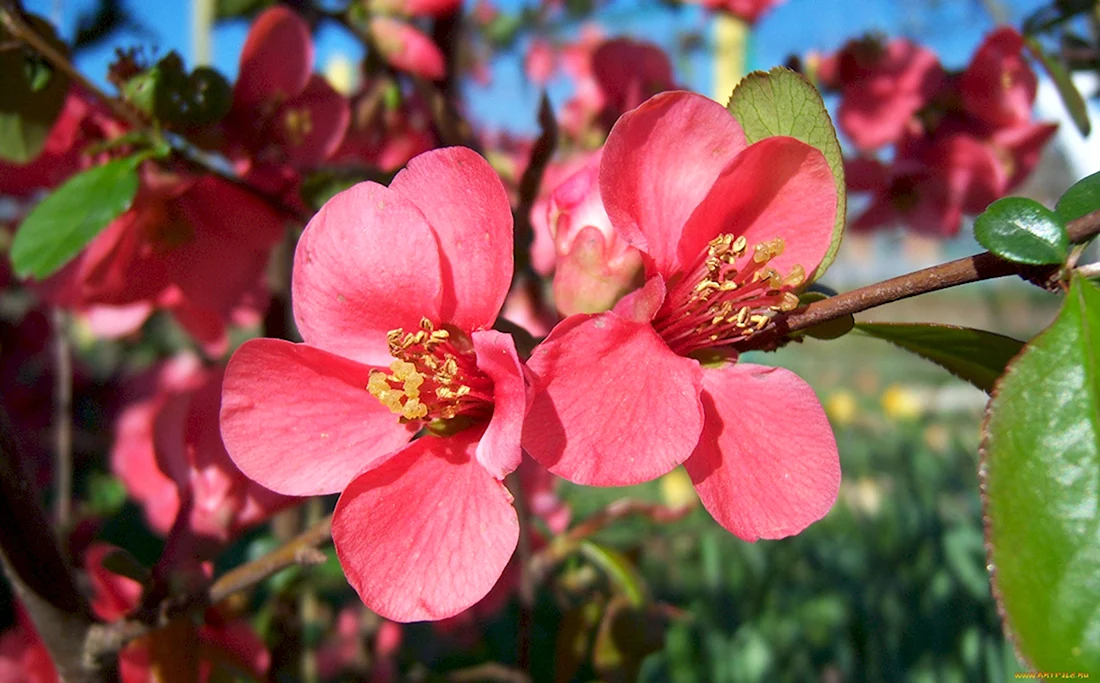 Айва розовые цветы