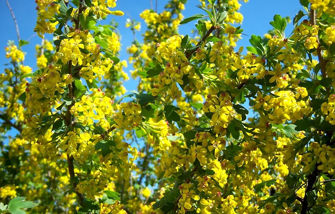 Айва Цветущая желтыми цветами