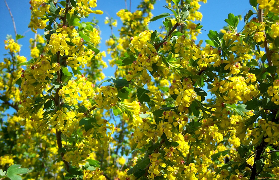 Айва Цветущая желтыми цветами