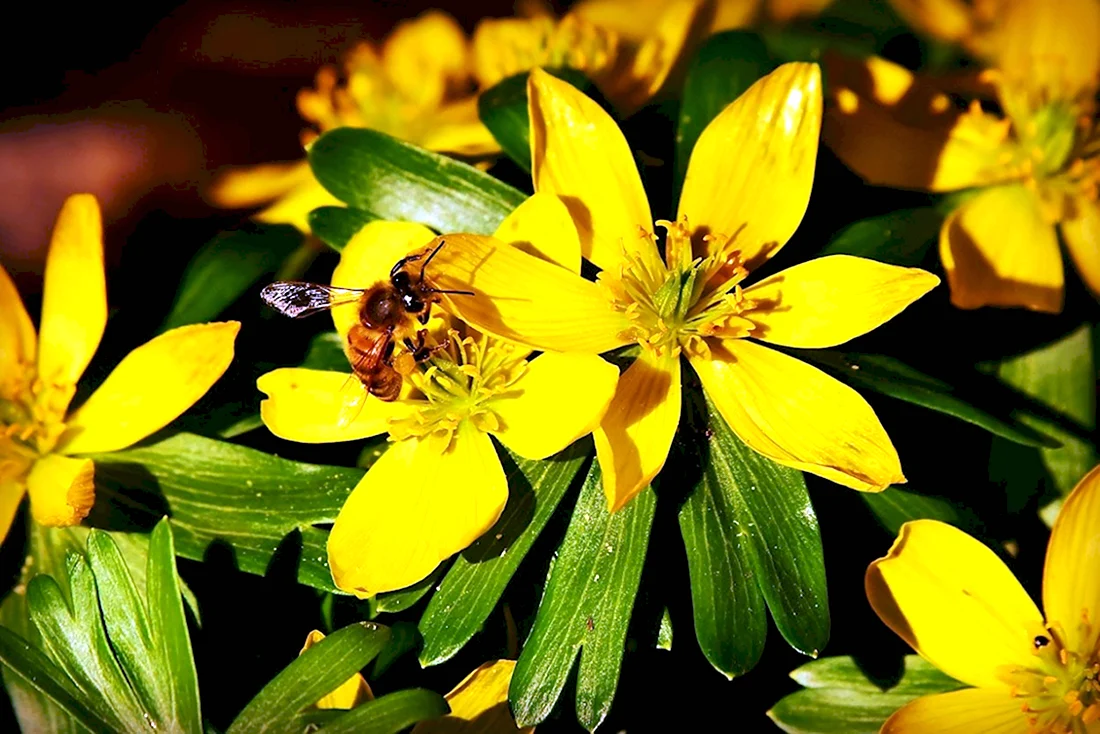 Аконит и пчелы