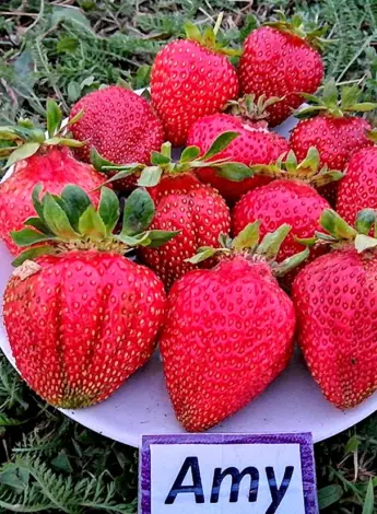 Альбина Кудряшова земляника