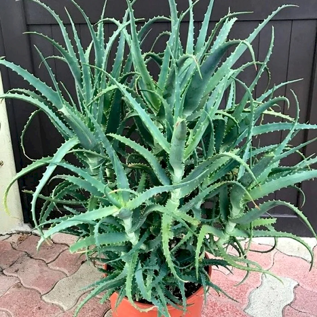 Алоэ древовидное Aloe arborescens
