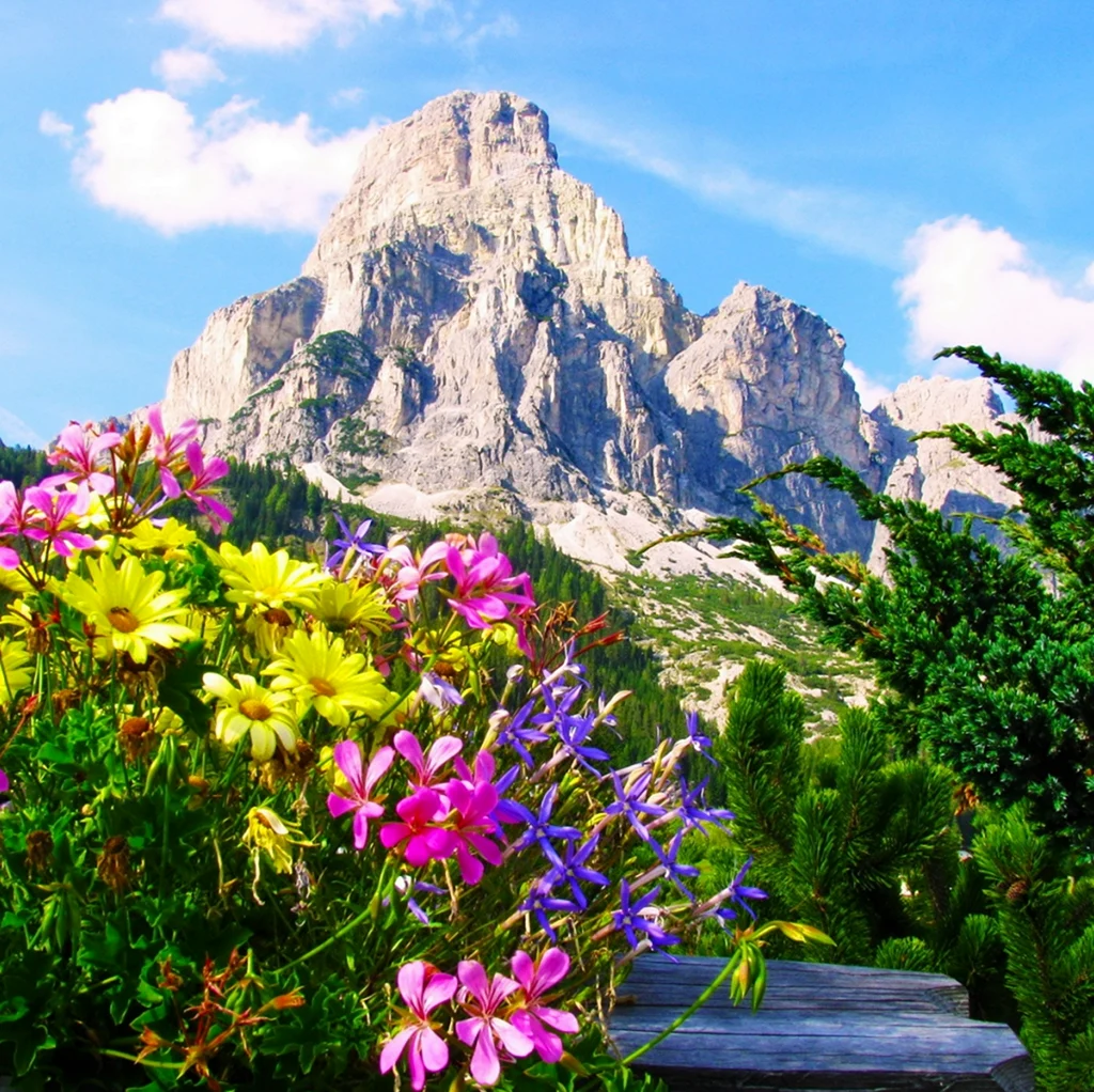 Альпийский Ботанический сад в коль дю Лотаре Франция