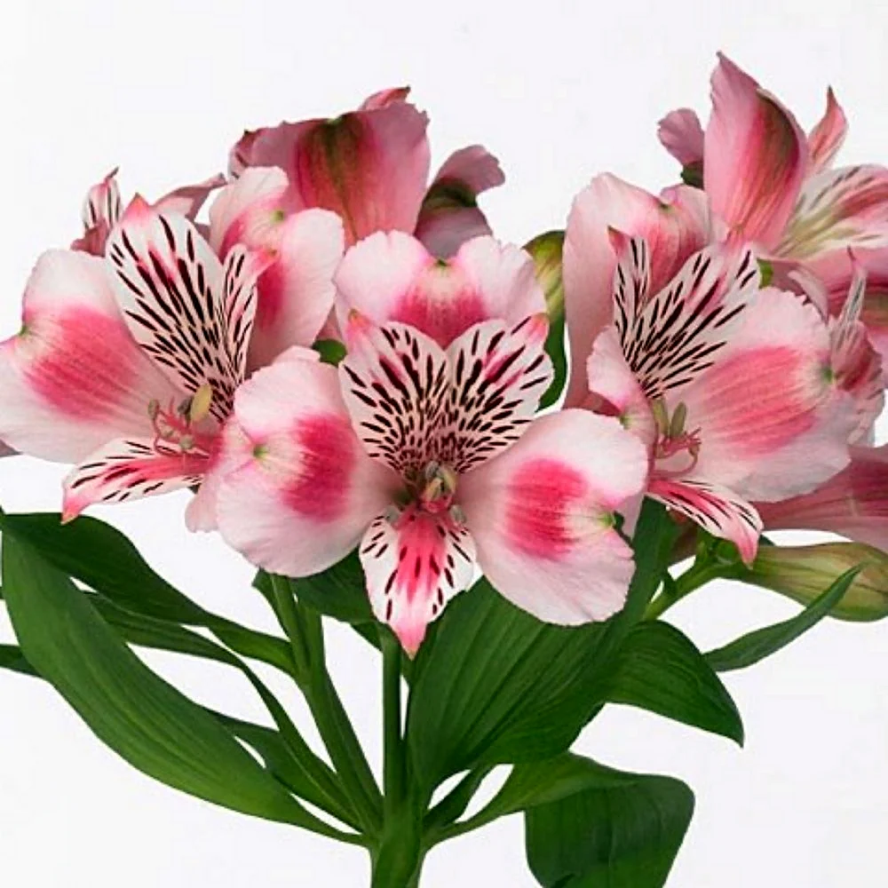Алстроемерия - Флор Шарм Пинк Alstroemeria Flor Charm Pink ЕС 75