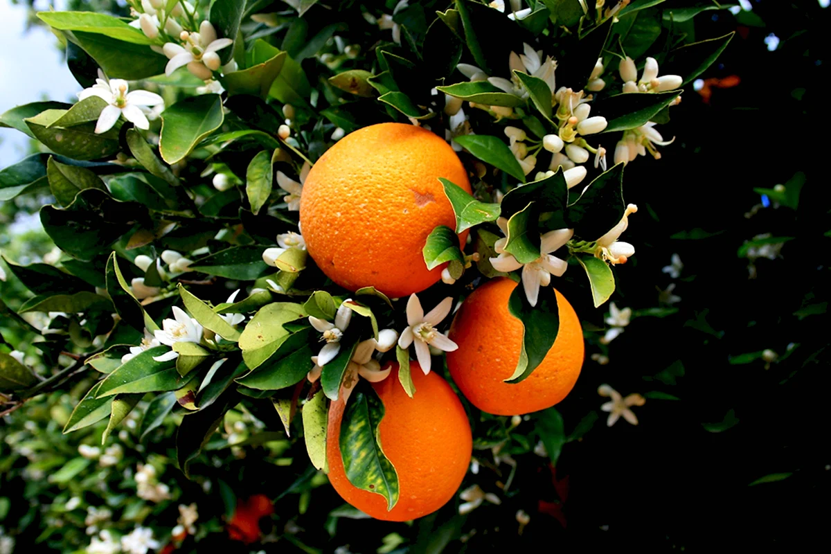 Апельсин померанец цветет
