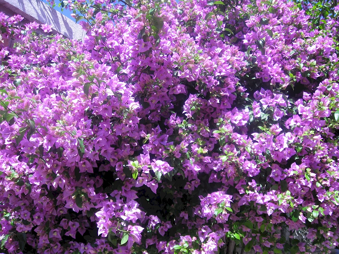 Аризона фиолетовые кусты