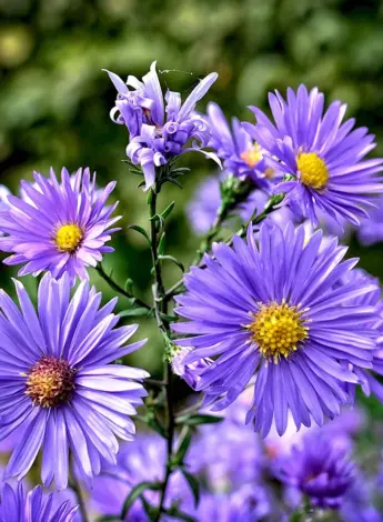 Астра Aster