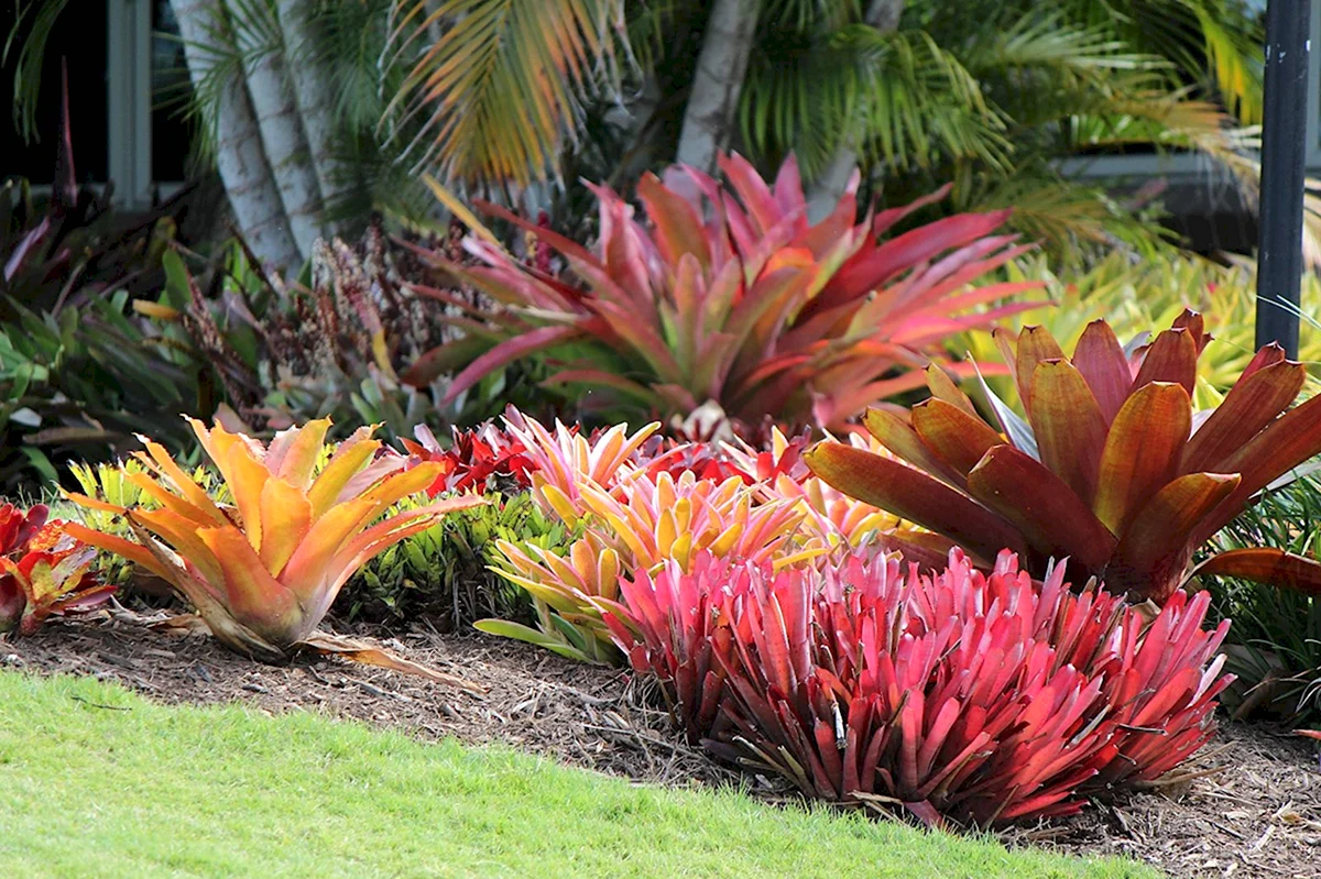 Австралия Ботанический сад мир тропических фруктов