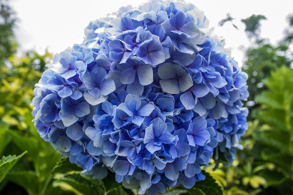 Azure Flower