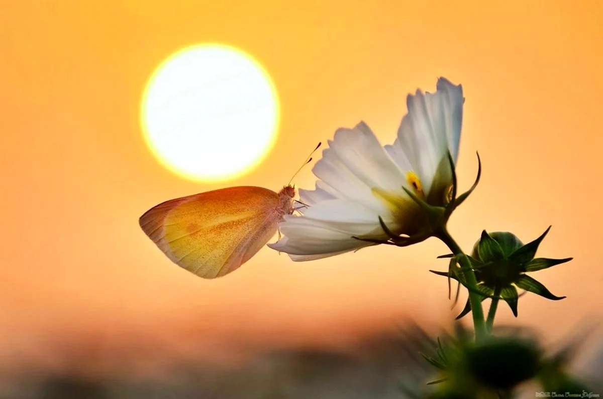 Бабочка в лучах солнца