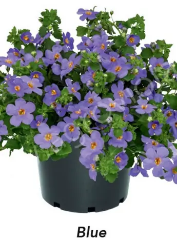 Бакопа MEGACOPA Blue