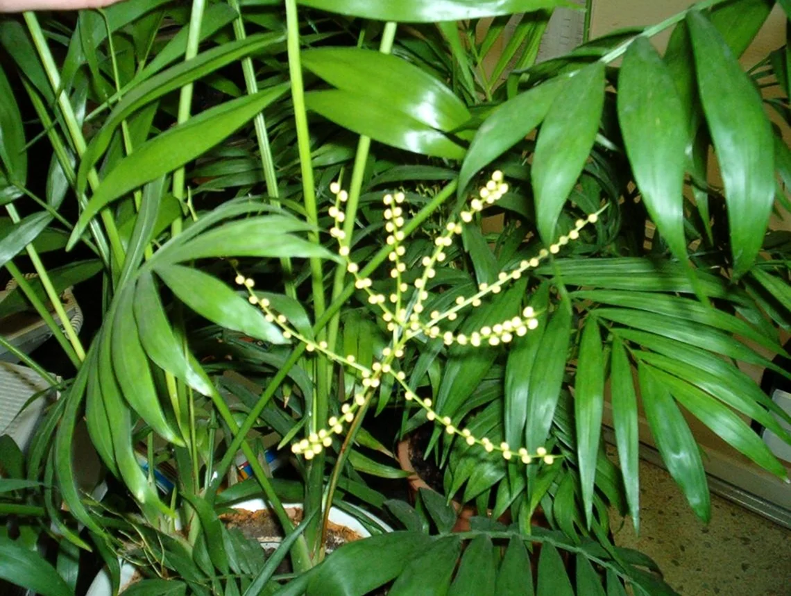 Бамбуковая Пальма хамедорея