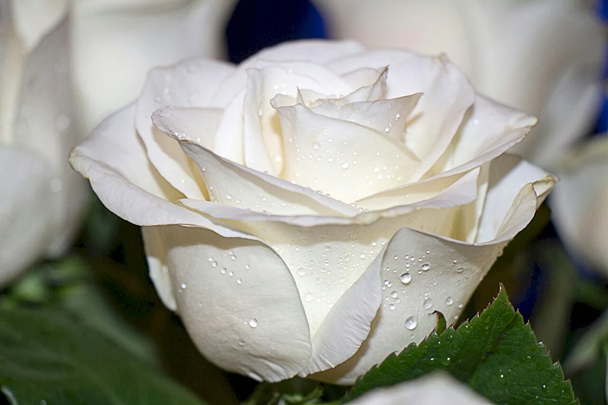 Белая роза сбоку