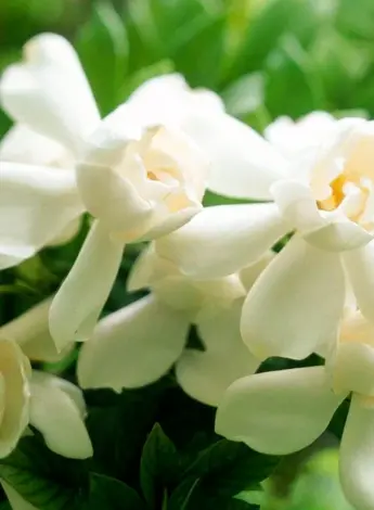 Белые ароматные цветы