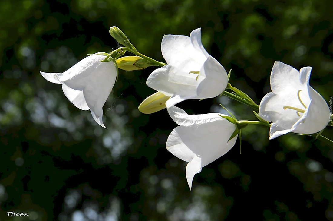 Белые колокольчатые цветы