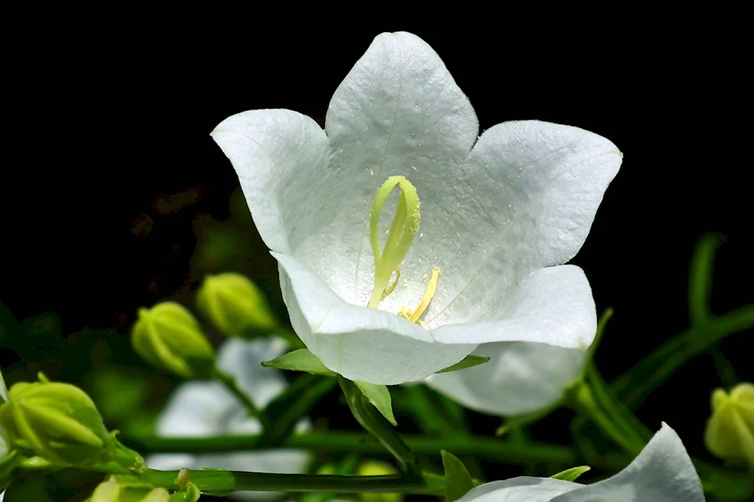 Белые колокольчатые цветы