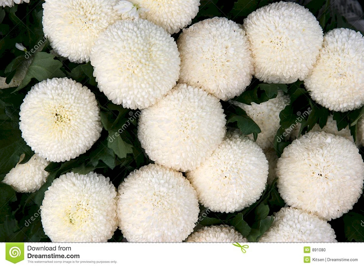 Белые круглые цветы