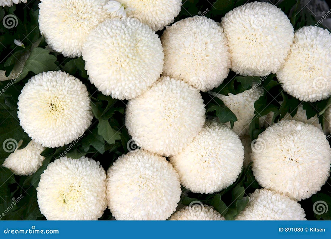 Белые круглые цветы