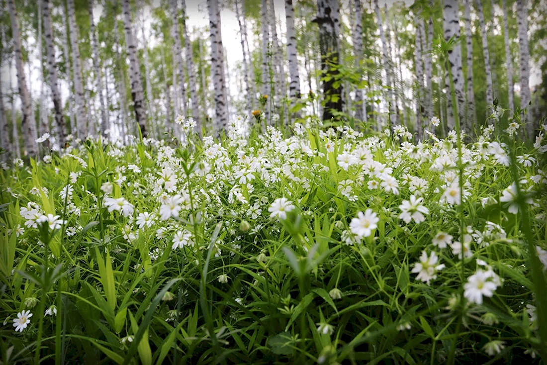 Белые Лесные цветы