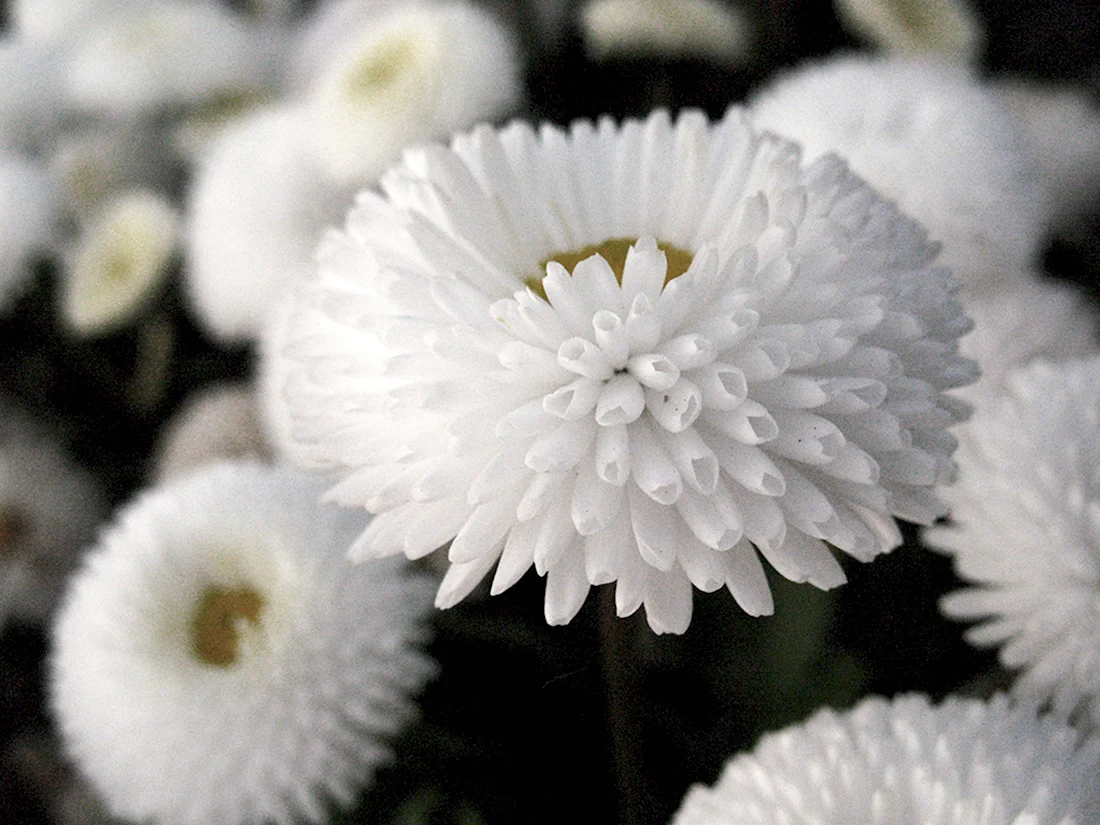 Белые пушистые цветы