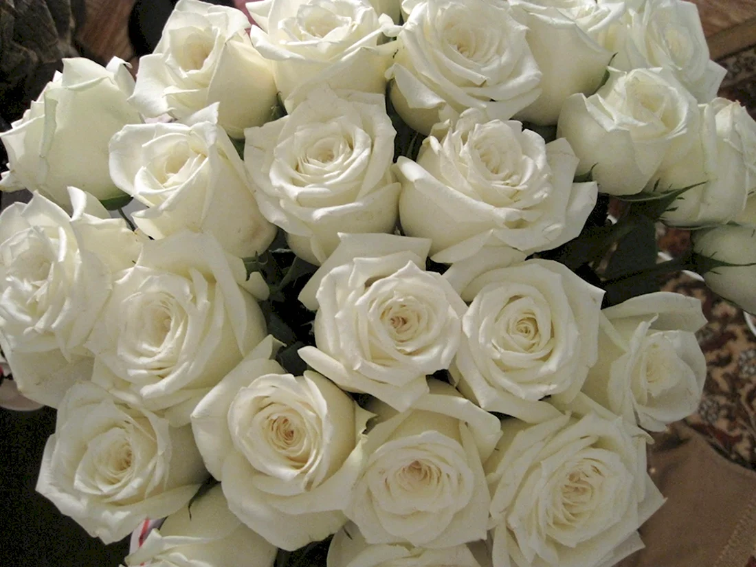 Белые розы букет фото красивые