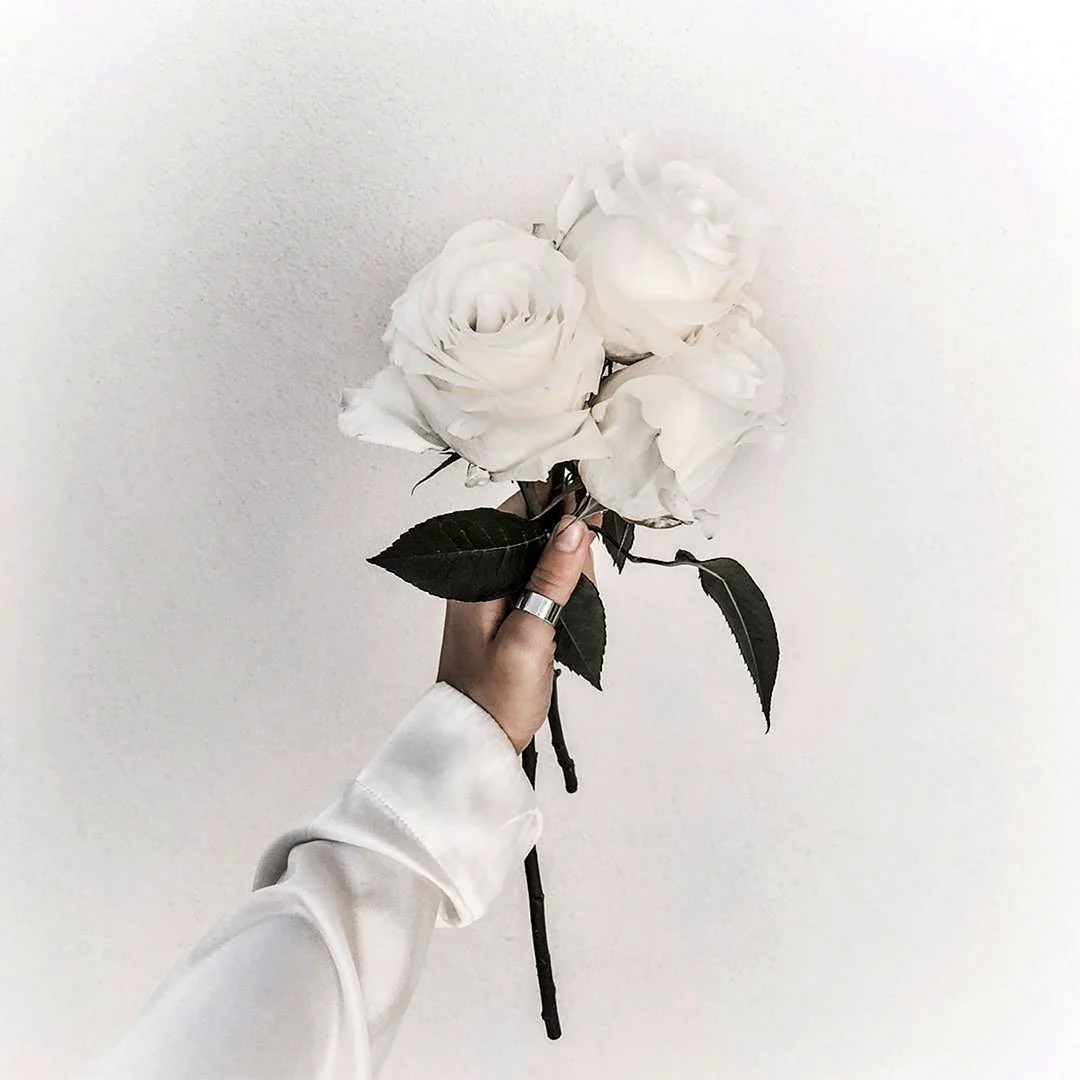 Белые розы Эстетика