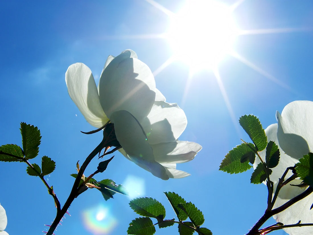 Белые цветы на солнце