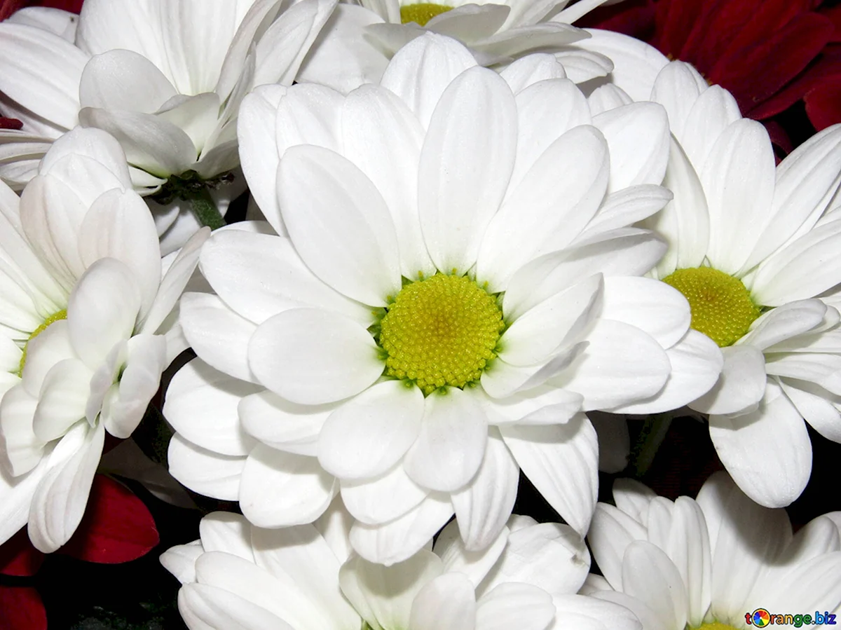 Белые цветы похожие на ромашки