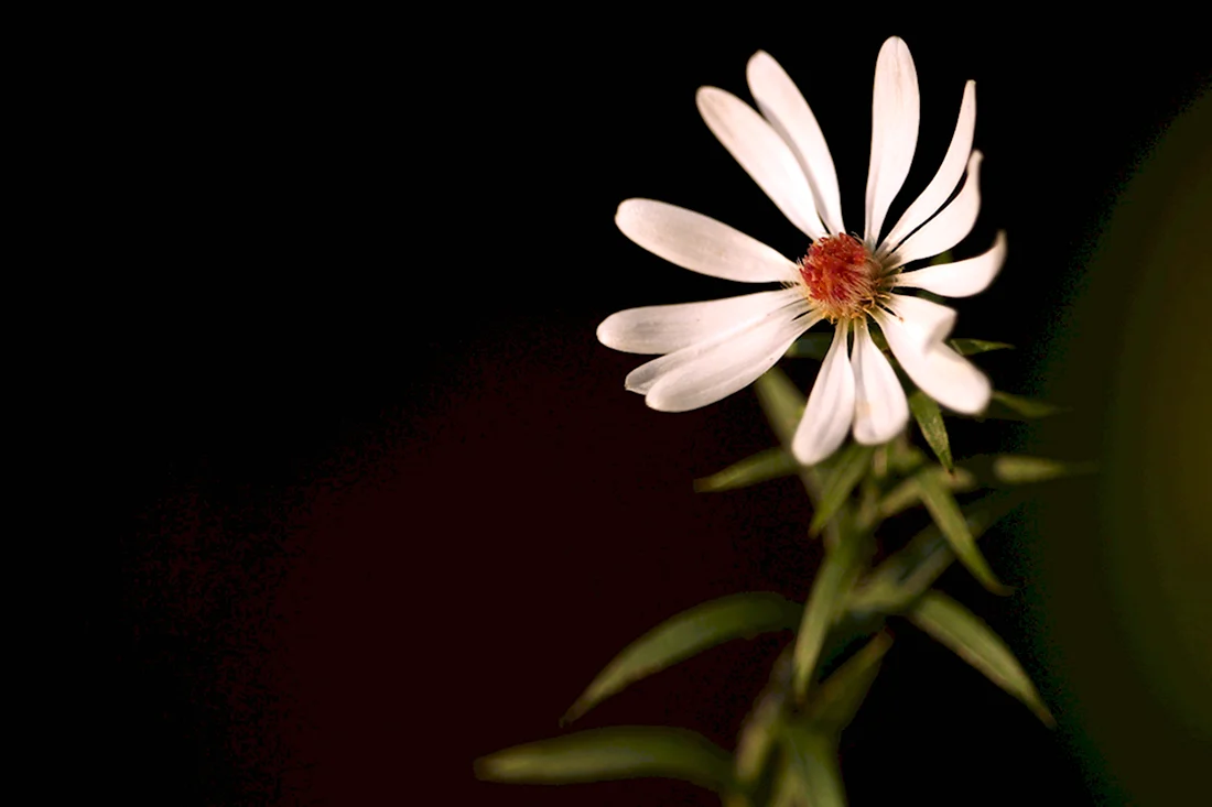 Белый цветок 10 лепестков