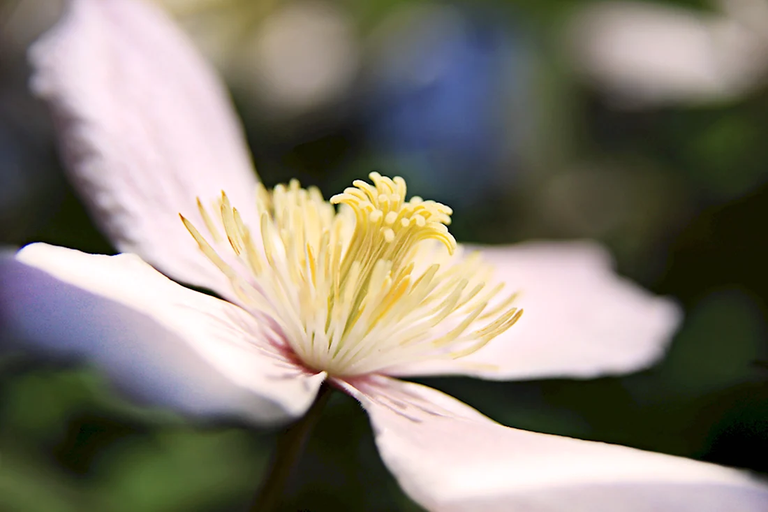 Белый цветок с 4 лепестками