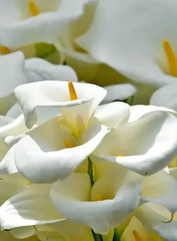 Белый цветок с желтым пестиком