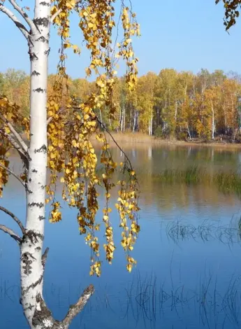 Береза плакучая Плес