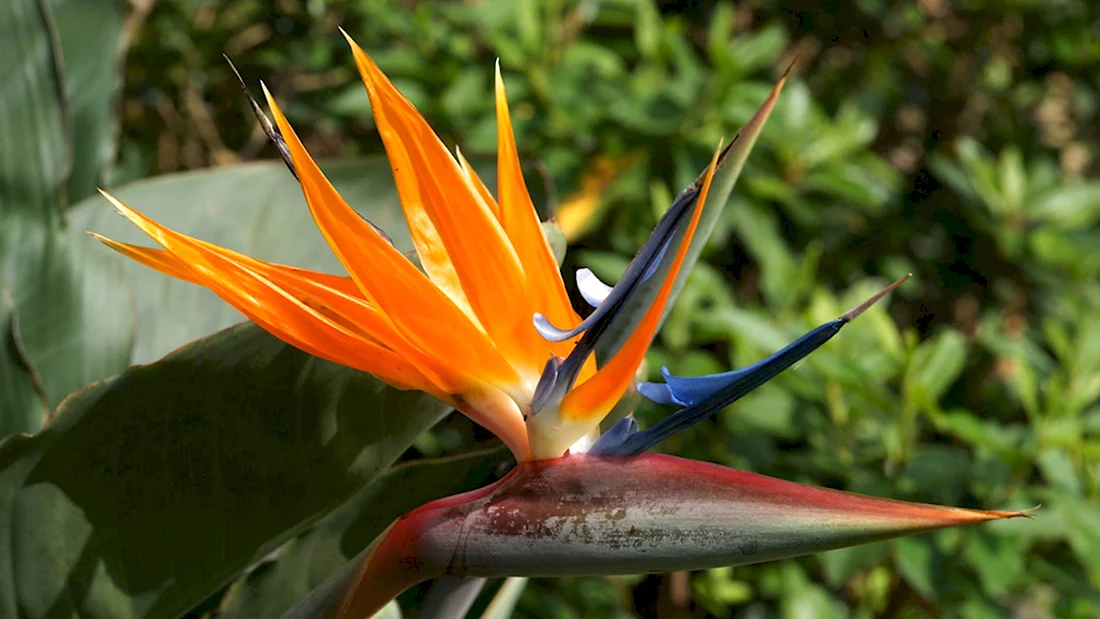 Bird of Paradise цветок