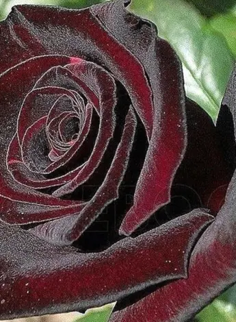 Black Baccara Блэк баккара роза