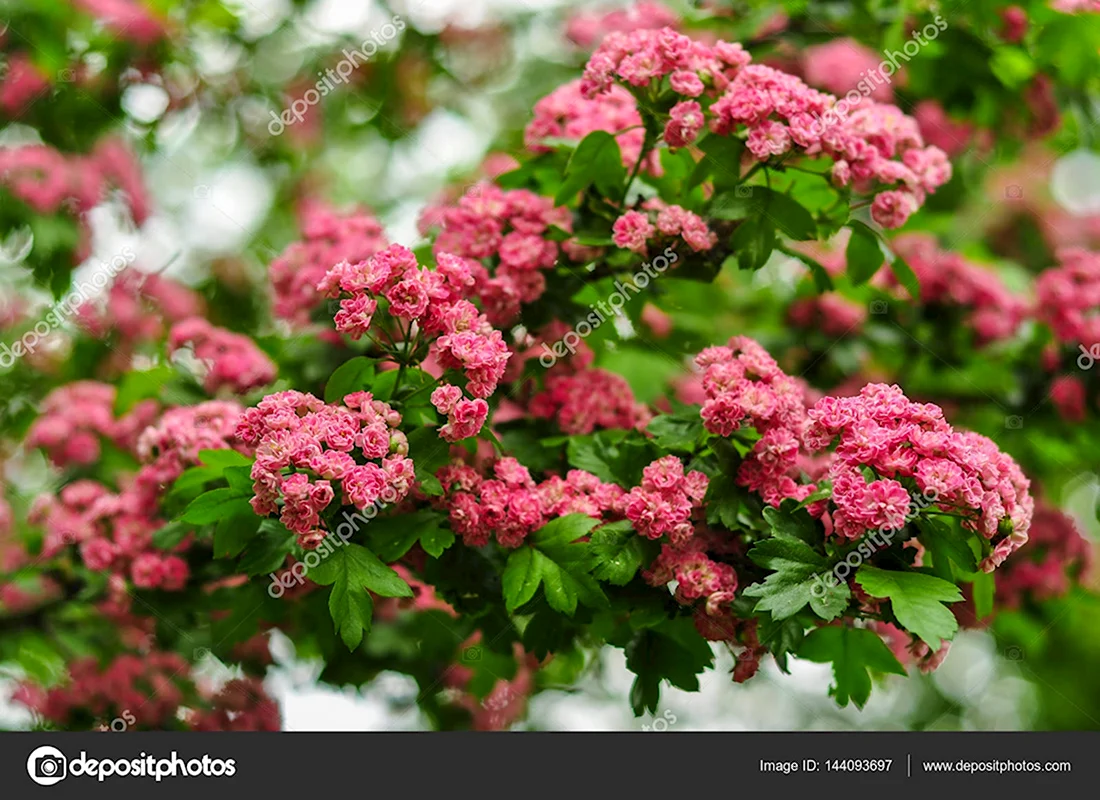 Боярышник цветение розовый