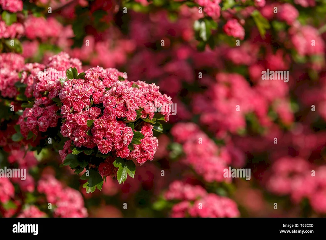 Боярышник Цветущий розовыми цветами весной