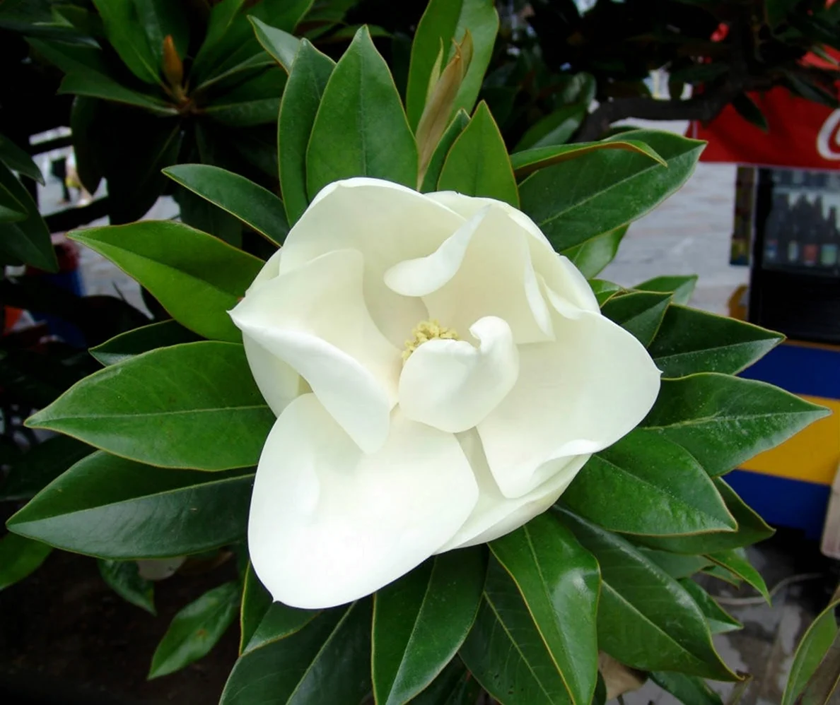 Большой белый цветок