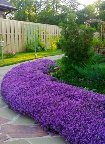 Бордюрные многолетники низкорослые