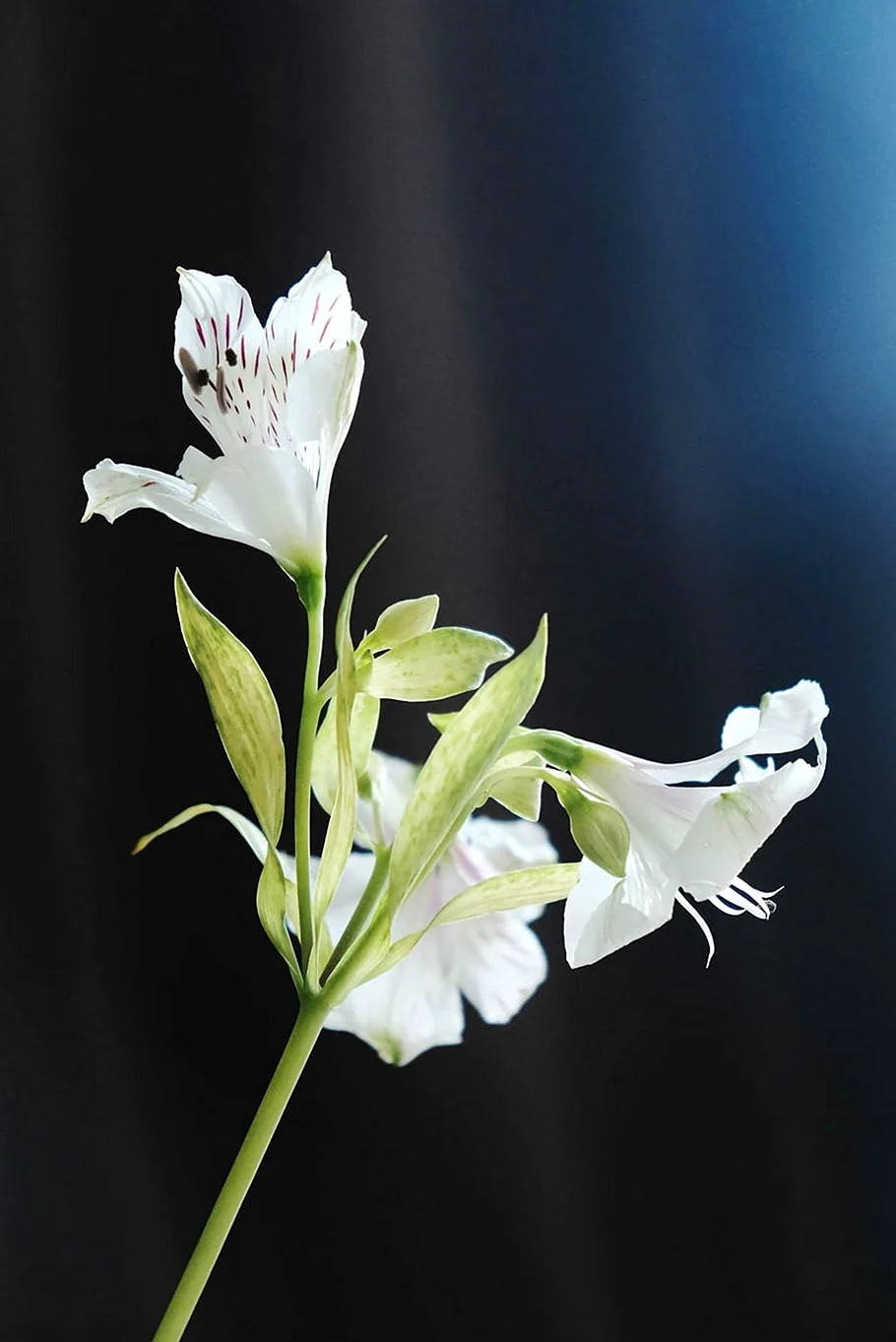 Брикин Вайт цветок