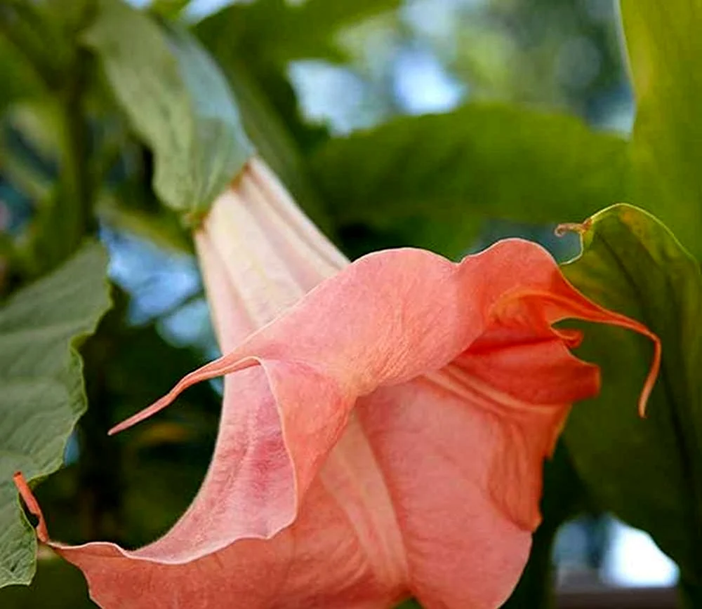 Бругмансия персиковый цвет
