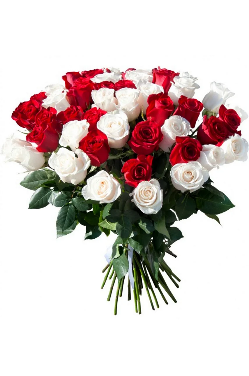 Букет 51 роза красная и белая