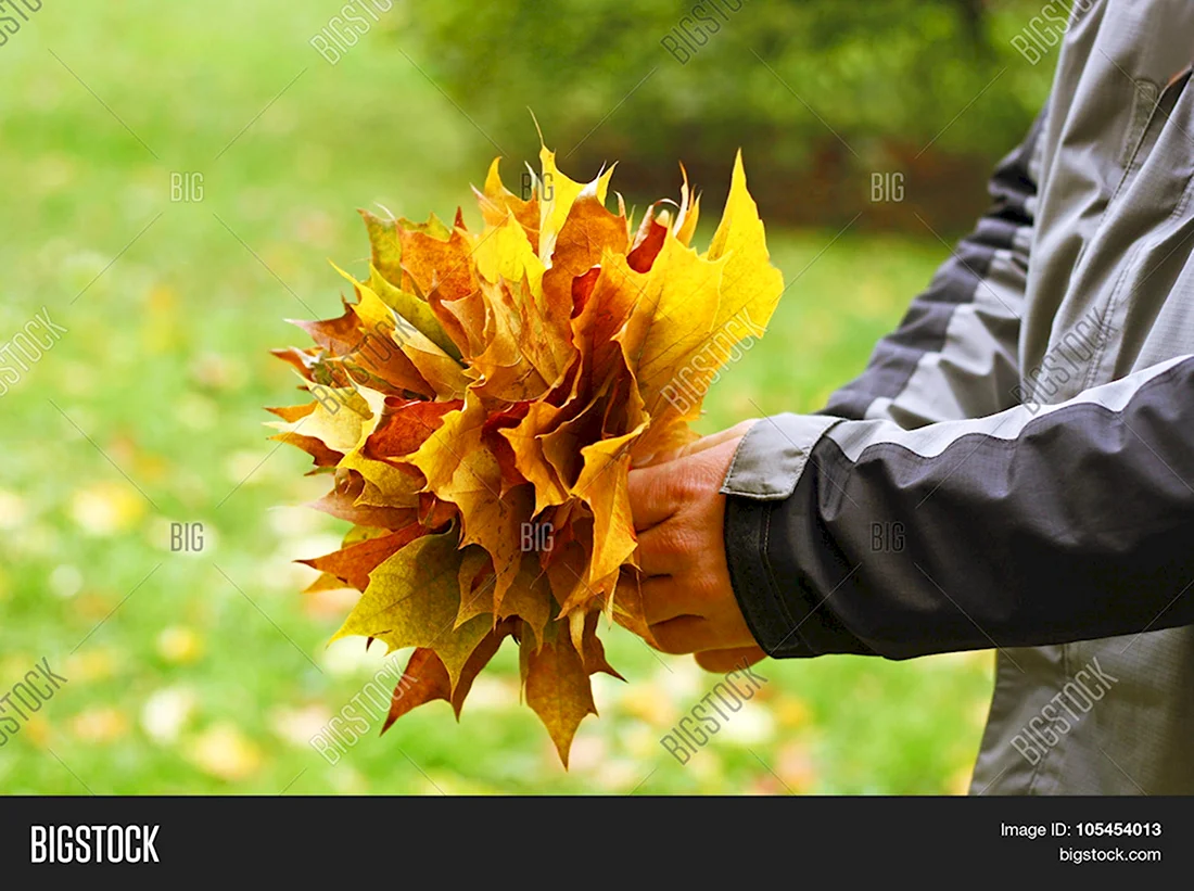 Букет кленовых листьев в руках