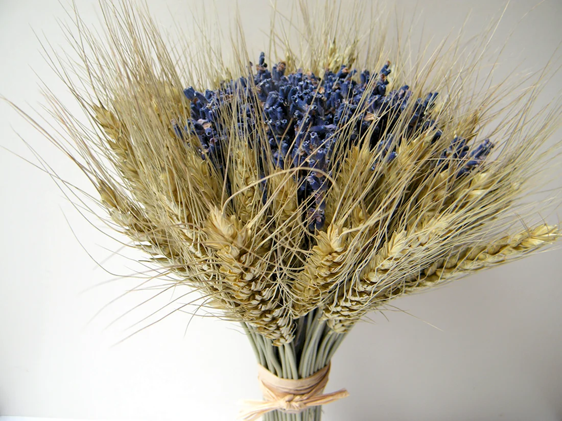 Букет пшеничных Колосков