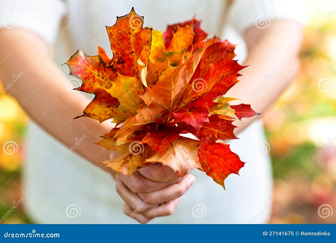 Букетики из кленовых листьев в руке